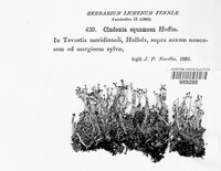 Cladonia squamosa image